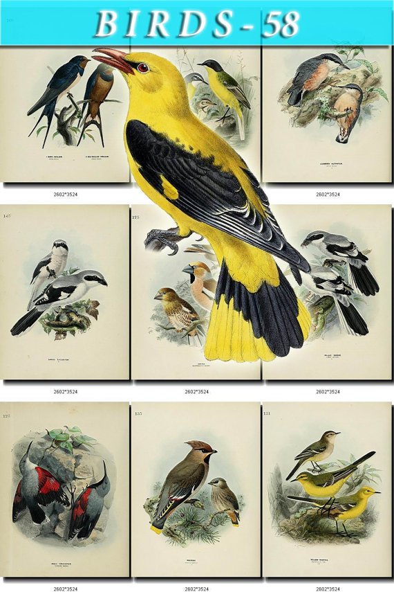 BIRDS-58 86 vintage print