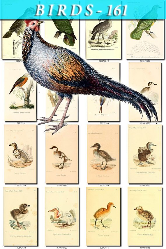 BIRDS-161 150 vintage print