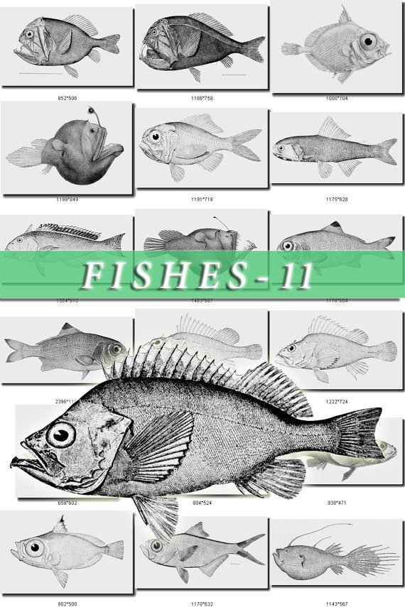 FISHES-11-bw 430 black-, -white vintage print