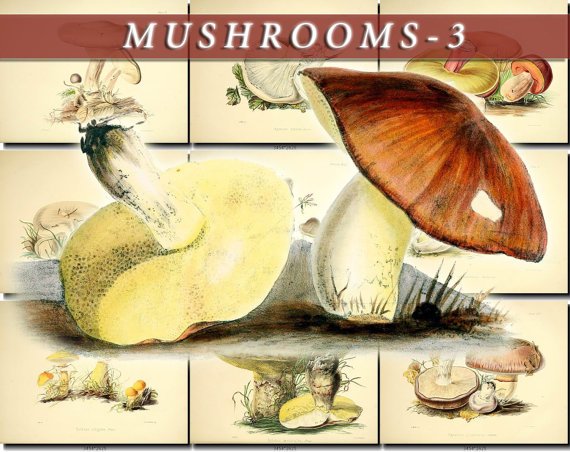 MUSHROOMS-3 50 vintage print