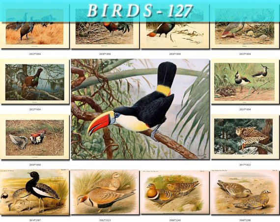BIRDS-127 57 Pheasant Pigeons Owl Toucan Florican S, grouse Peacock