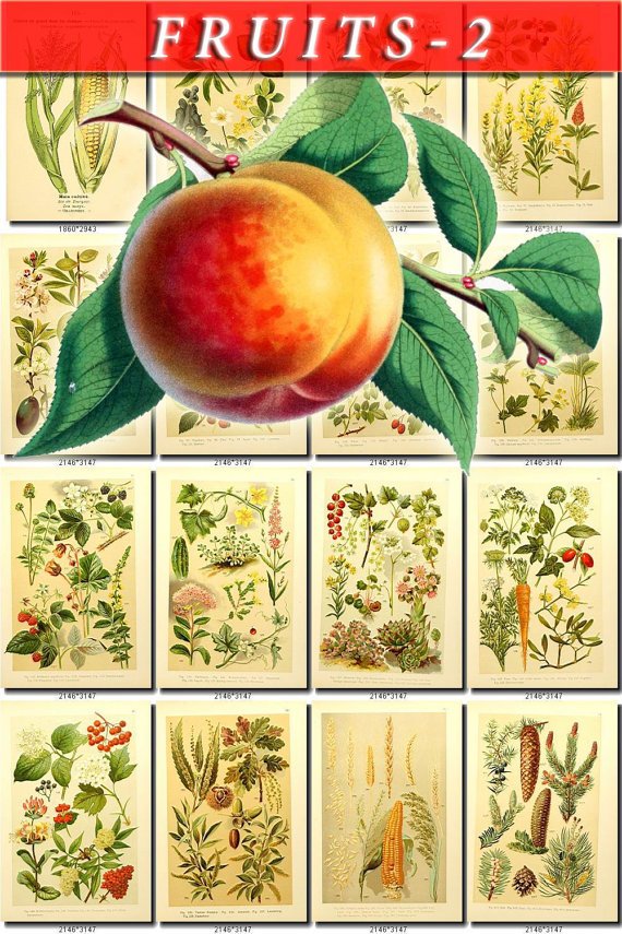 FRUITS VEGETABLES-2 121 vintage print
