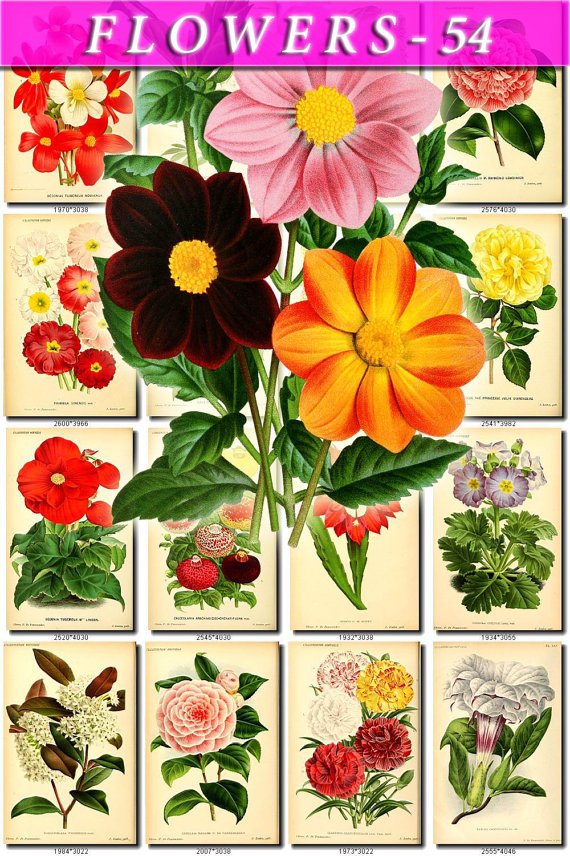 FLOWERS-54 81 vintage print