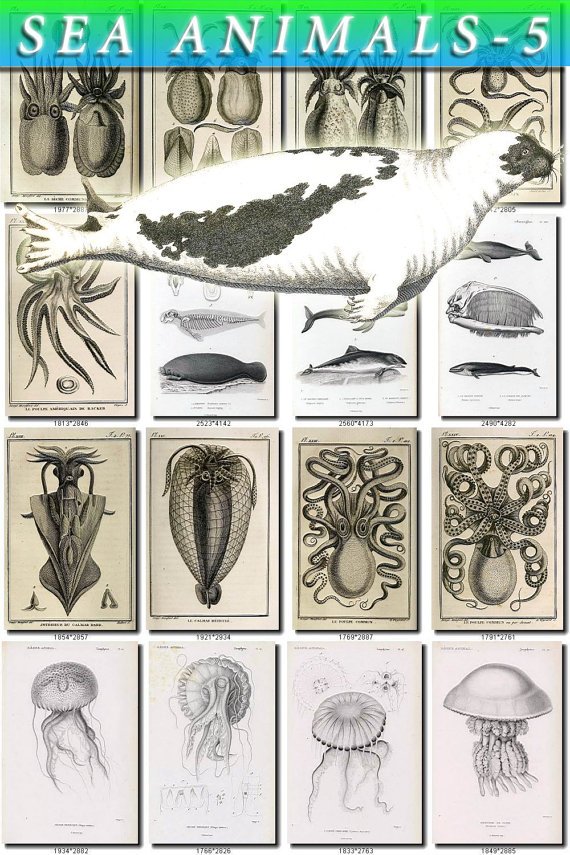 SEA ANIMALS-5-bw 130 vintage print