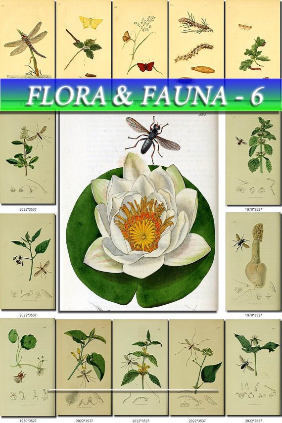 FLORA , FAUNA-6 217 vintage print