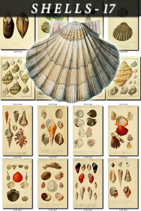 SHELLS-17-b3 133 vintage print