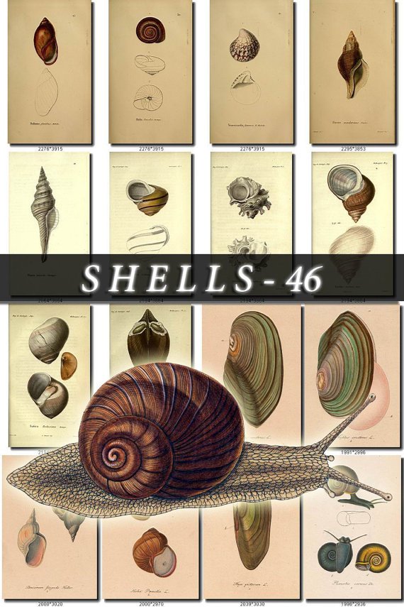 SHELLS-46 300 vintage print