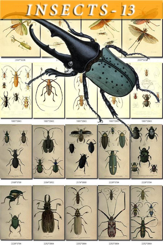 INSECTS-13-b1 223 vintage print