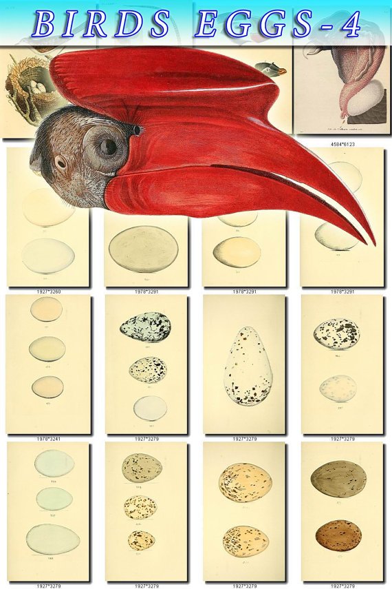 BIRDS EGGS-4 166 nests heads vintage print