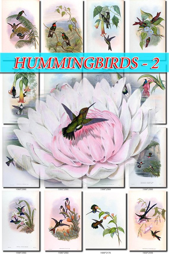 HUMMINGBIRDS-2 TROCHILIDAE 218 vintage print