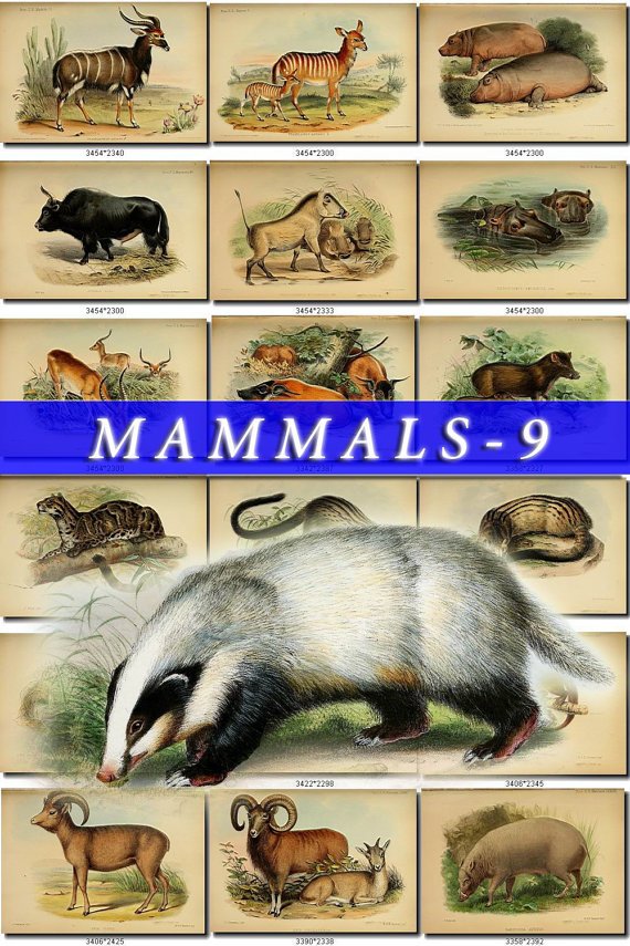 MAMMALS-9 242 vintage print