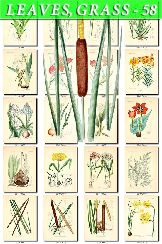 LEAVES GRASS-58 199 vintage print