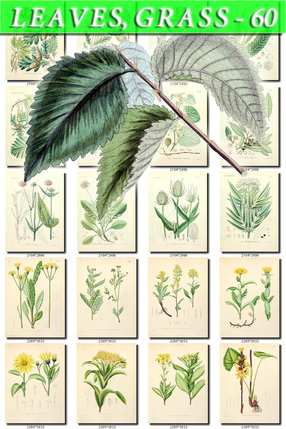 LEAVES GRASS-60 261 vintage print