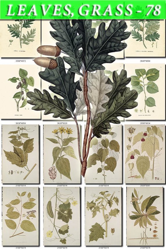 LEAVES GRASS-78 290 vintage print