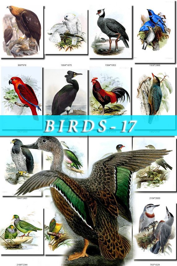 BIRDS-17 222 vintage print