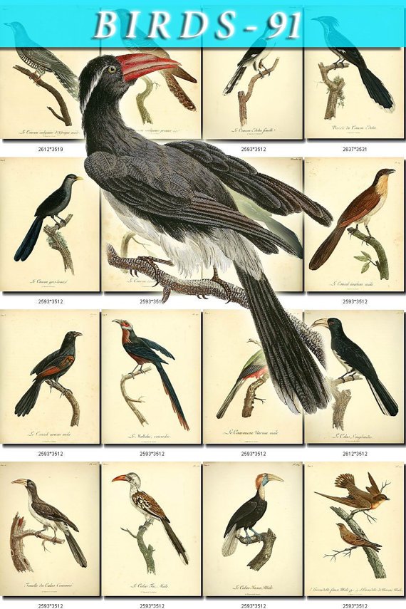 BIRDS-91 77 vintage print