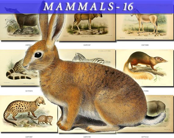 MAMMALS-16 96 vintage print