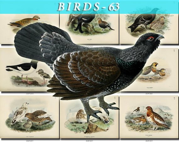 BIRDS-63 88 vintage print