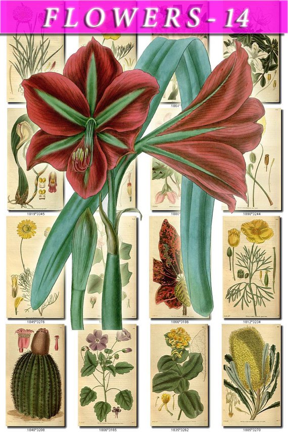 FLOWERS-14 247 vintage print