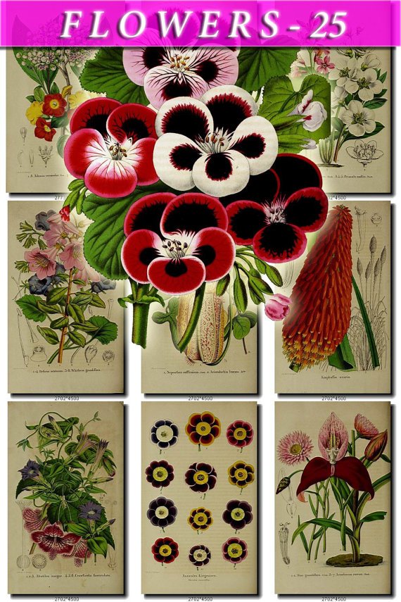 FLOWERS-25 86 vintage print