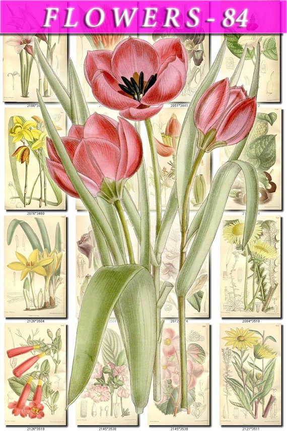 FLOWERS-84 240 vintage print