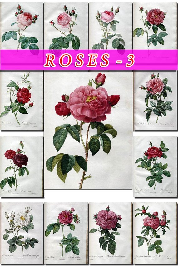 ROSES-3 165 beautiful vintage print