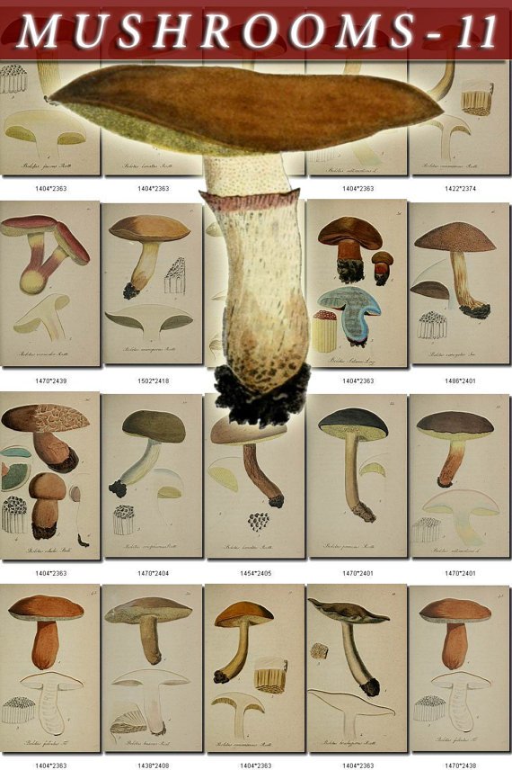 MUSHROOMS-11 263 vintage print