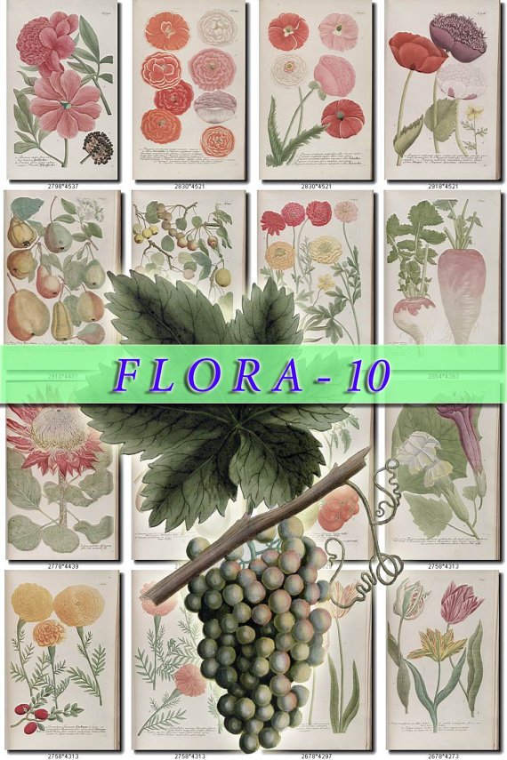 FLORA-10 320 vintage print