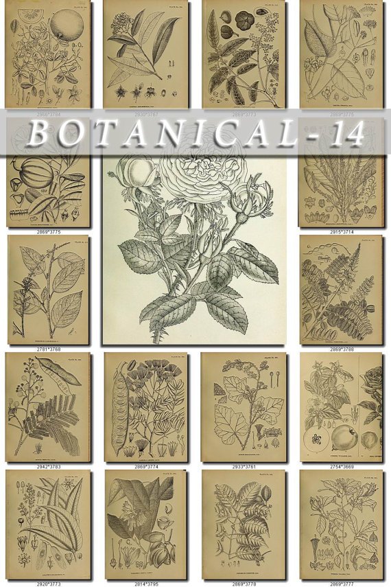 BOTANICAL-14-bw 208 black-, -white vintage print