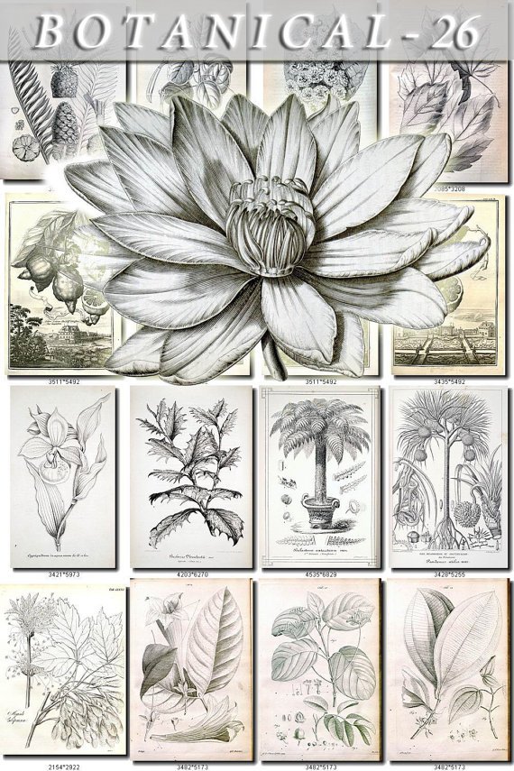 BOTANICAL-26-bw 482 black-, -white vintage print