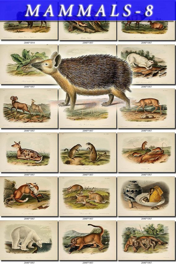 MAMMALS-8 250 vintage print