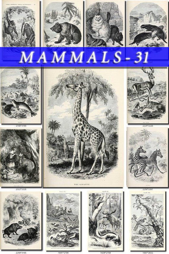MAMMALS-31-bw 169 black-, -white vintage print
