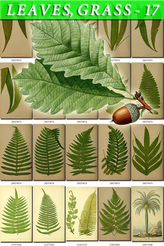 LEAVES GRASS-17 228 vintage print