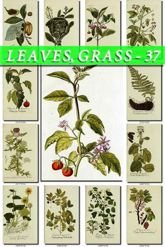 LEAVES GRASS-37 216 vintage print