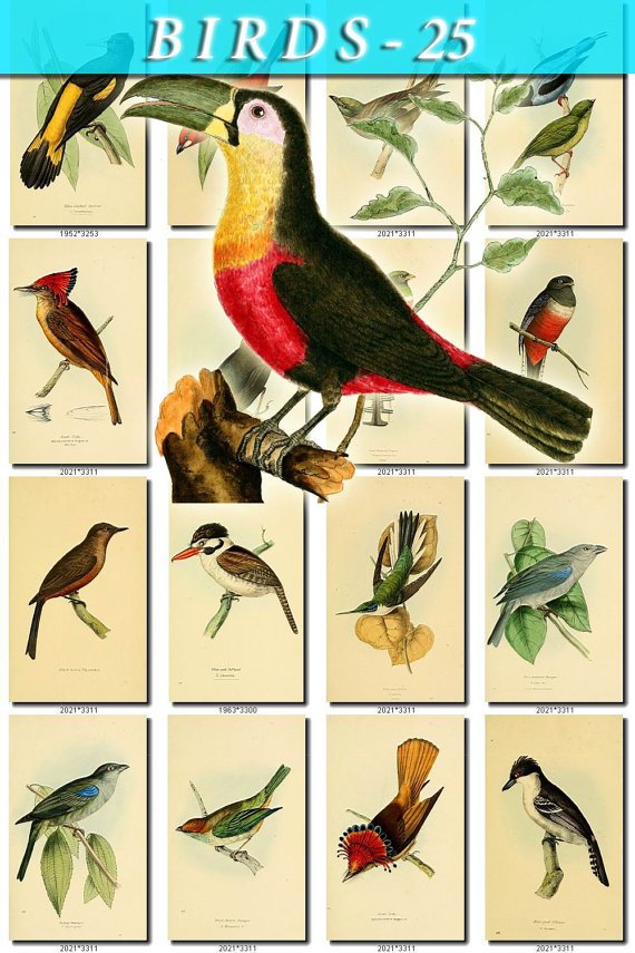 BIRDS-25 229 vintage print
