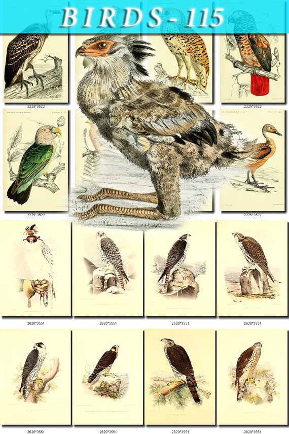 BIRDS-115 134 vintage print