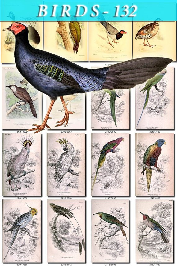 BIRDS-132 71 Chicken Cassowary Woodpecker Maccaw Parakeet Parrots vintage print