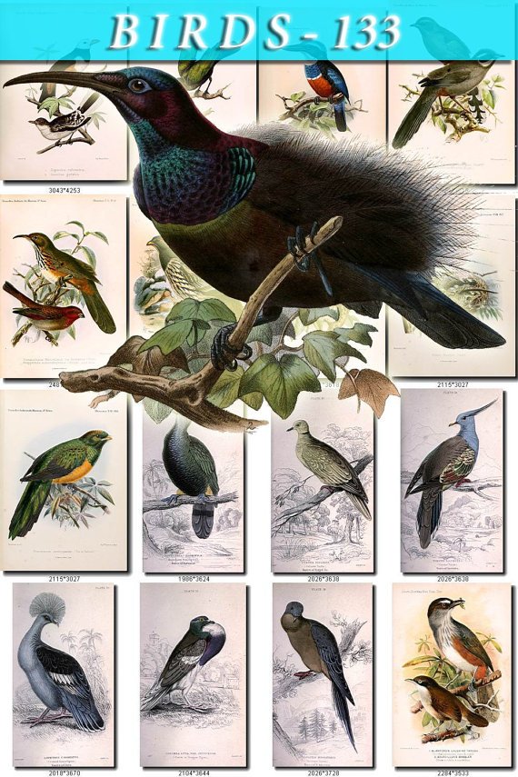 BIRDS-133 54 Mantou Firebird Fan Shaker Dove Wild Mard Pochard vintage print
