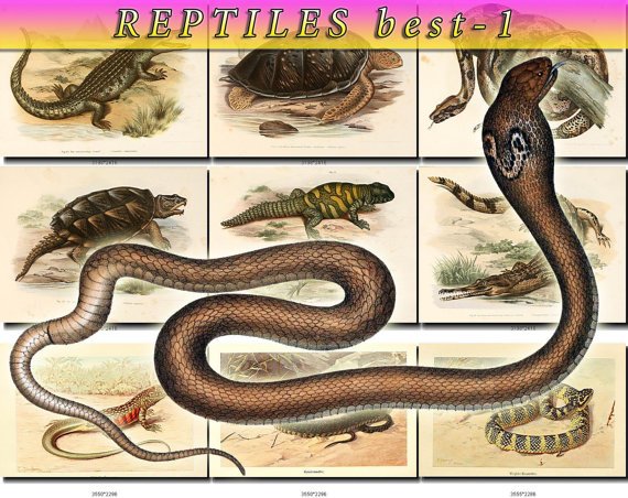 REPTILES BEST-1 & AMPHIBIAS images 114 vintage print