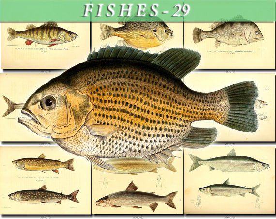 FISHES-29 97 vintage print