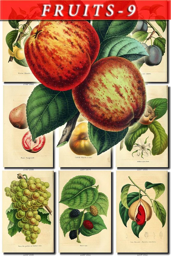 FRUITS VEGETABLES-9 50 vintage print