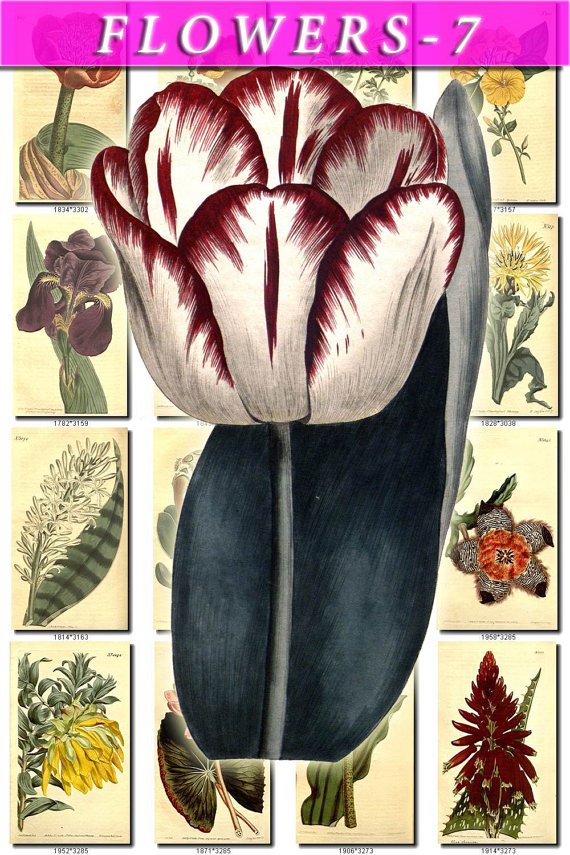 FLOWERS-7 268 vintage print