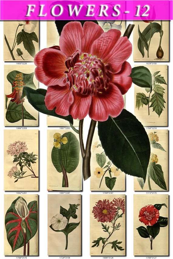 FLOWERS-12 251 vintage print