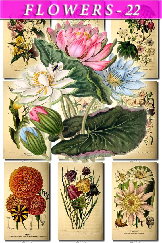 FLOWERS-22 76 vintage print