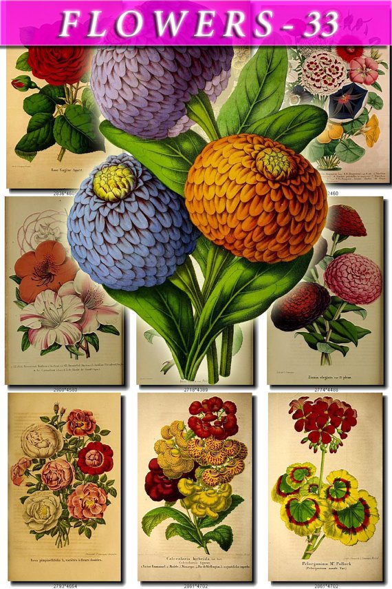 FLOWERS-33 56 vintage print