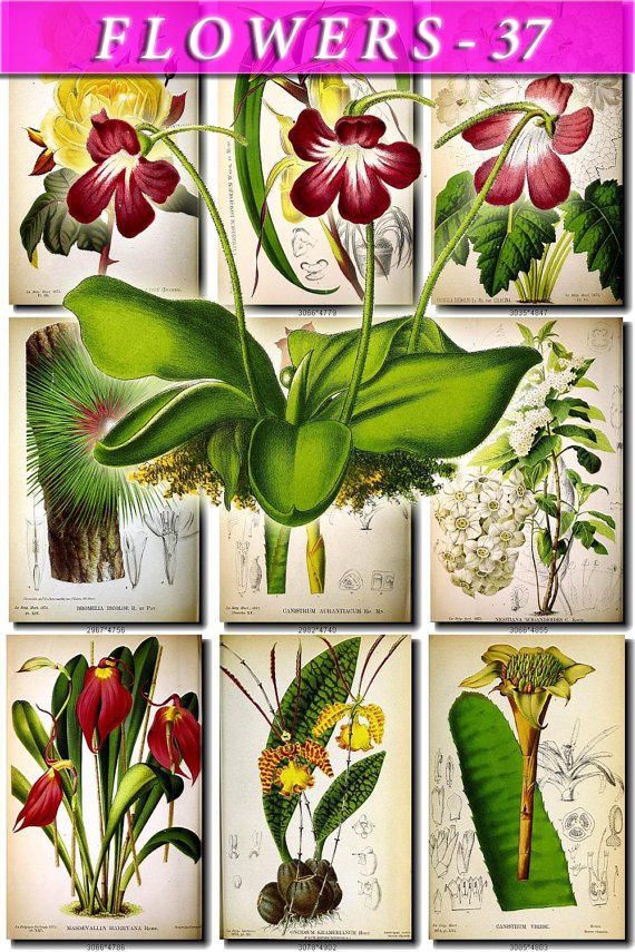 FLOWERS-37 69 vintage print
