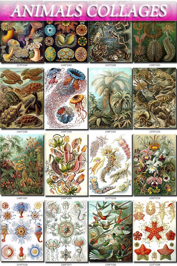 Amazing ANIMAL COLLAGES 105 vintage print