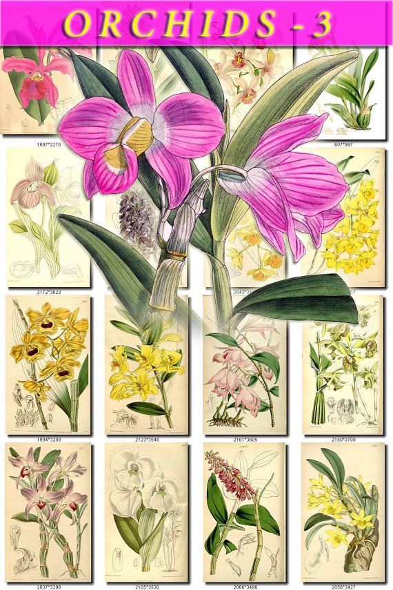 ORCHIDS-3 flowers 220 vintage print