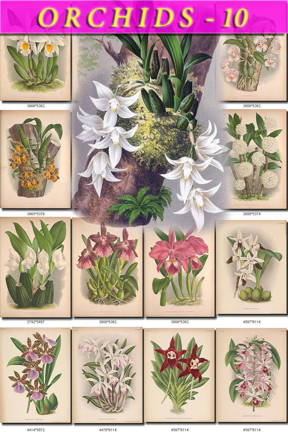ORCHIDS-10 flowers 61 vintage print
