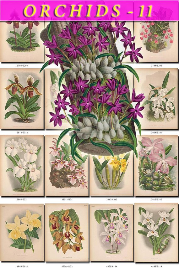 ORCHIDS-11 flowers 65 vintage print
